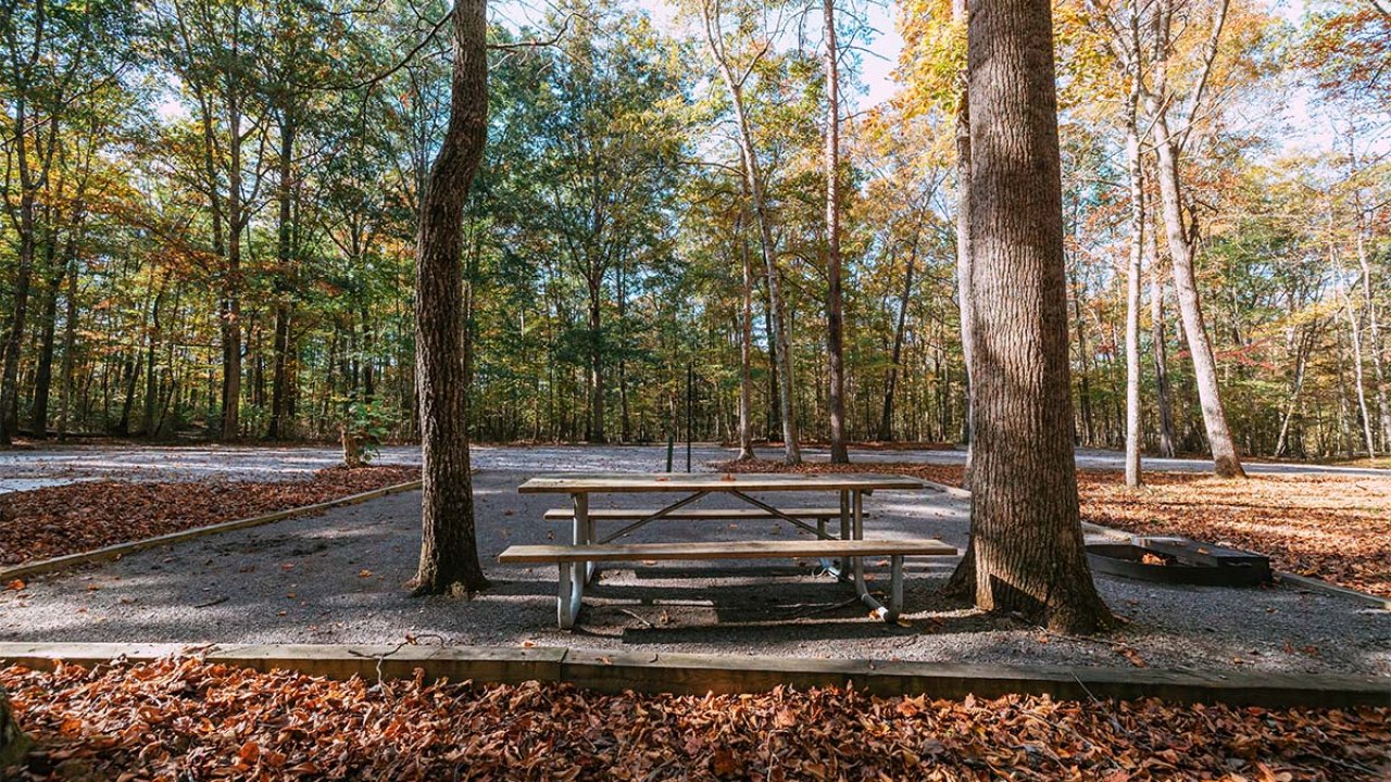 Picnic table in a tranquil, leaf-covered forest clearing.