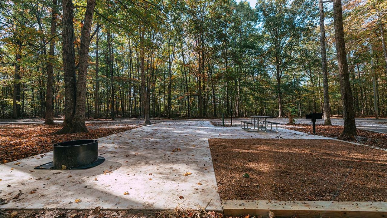 Empty campsite with a fire pit surrounded by tall trees and autumn leaves.
