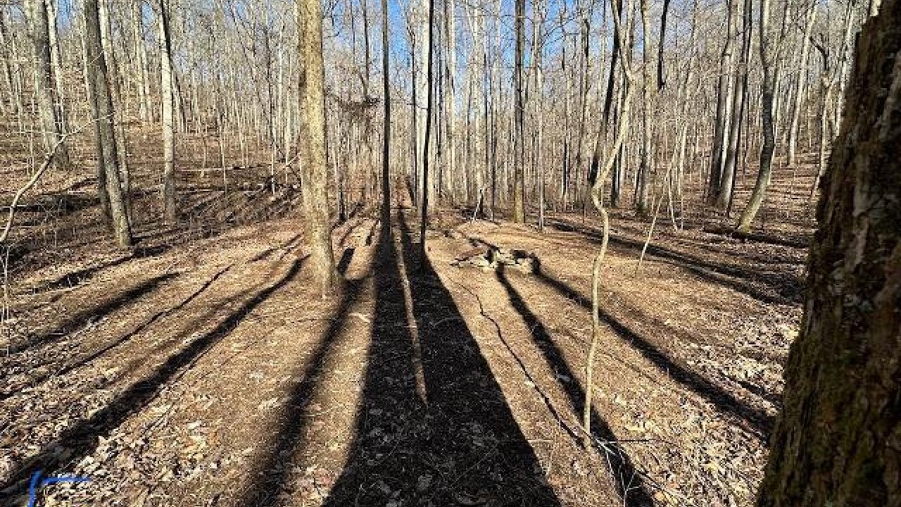 Long shadows cast by trees in a sunlit bare forest.