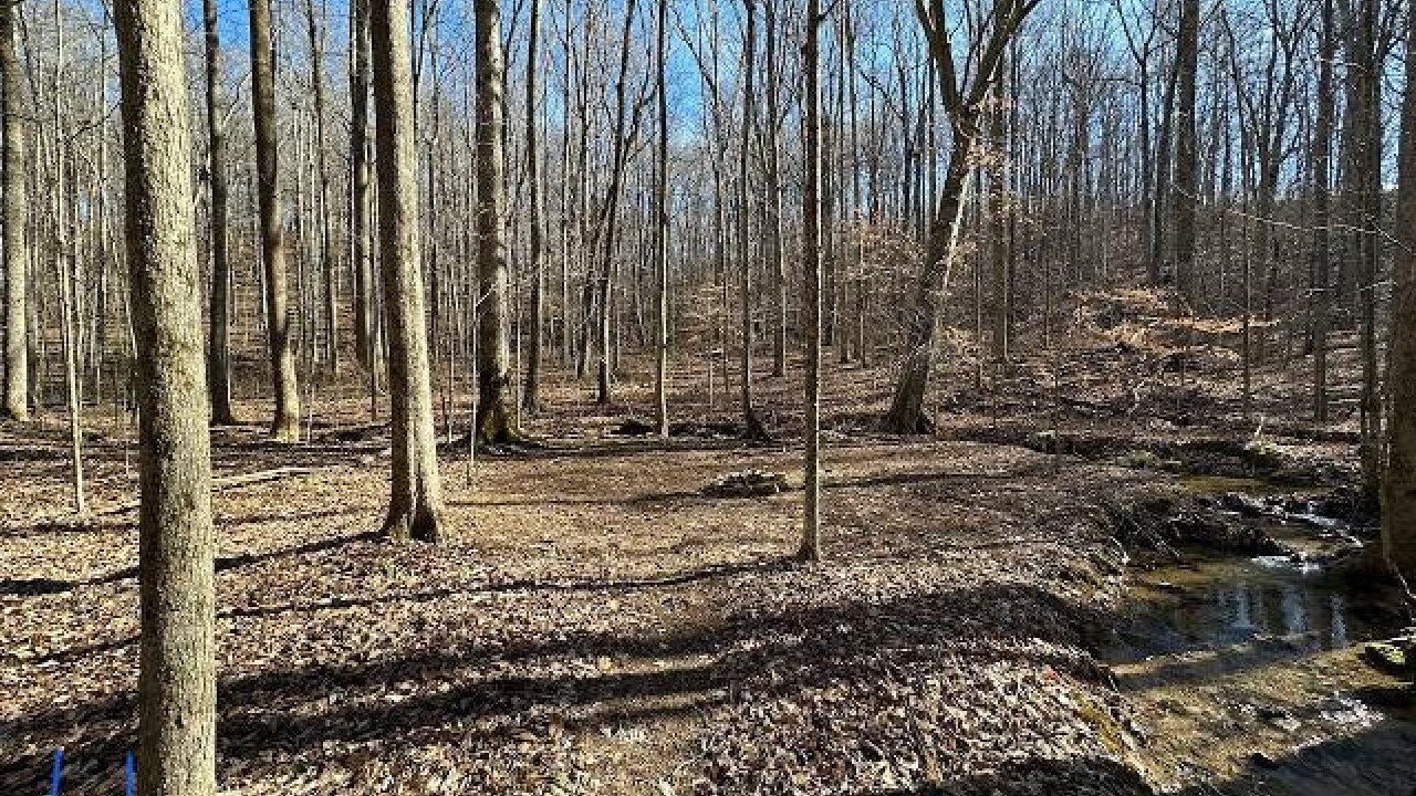 Sunlit forest with bare trees and a small stream.