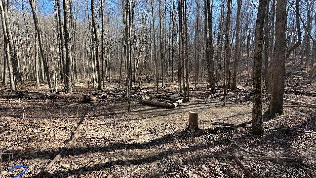 Leafless trees and fallen logs in a winter forest with clear skies.
