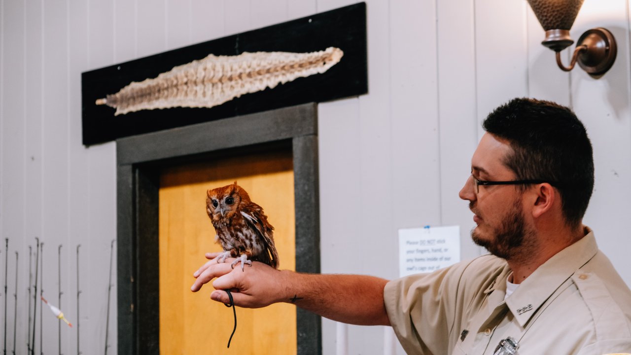 A man gently holds an owl in his hands, showcasing the bird's feathers and attentive expression.