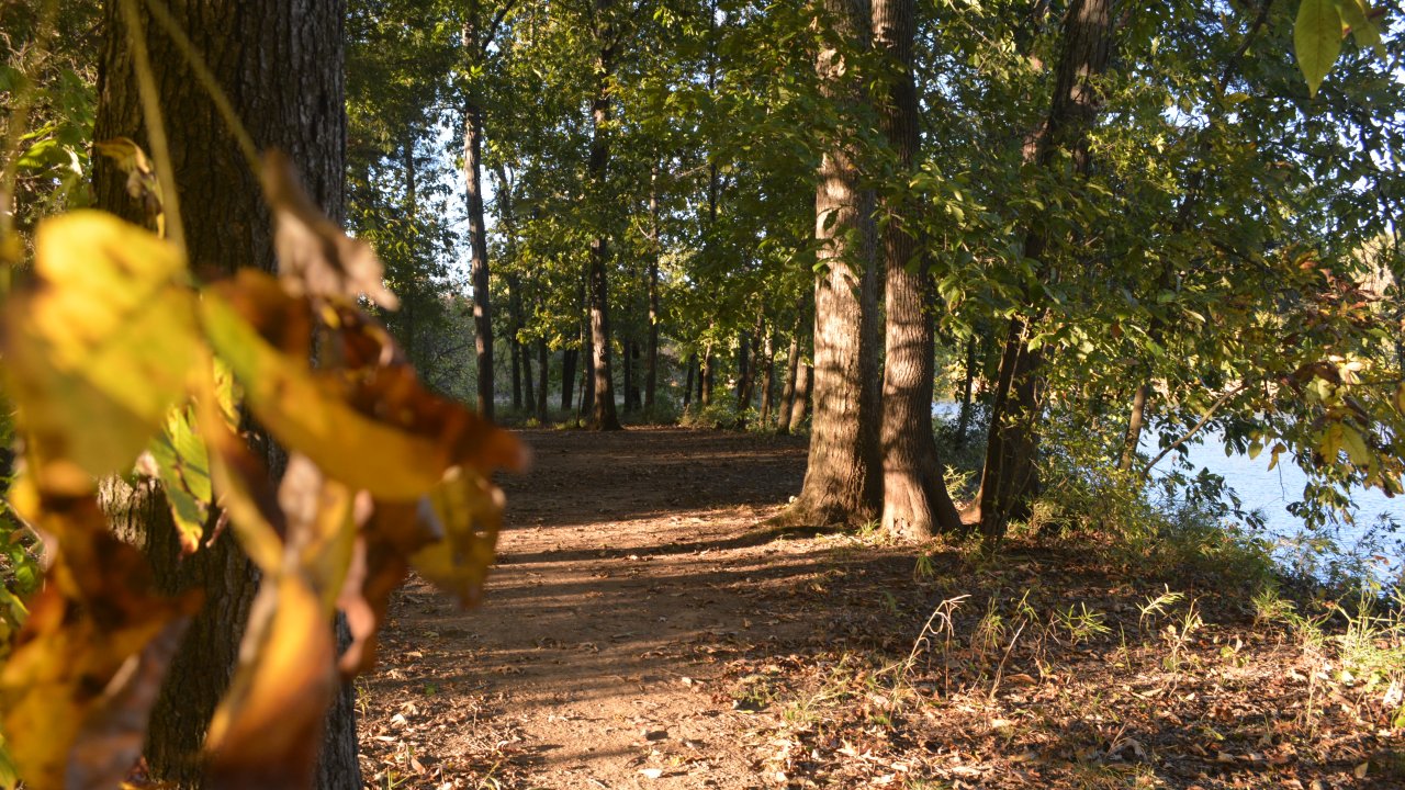 Sunlit forest trail with fallen leaves leading through tall trees. Bright, inviting atmosphere with glimpses of a calm river on the right.