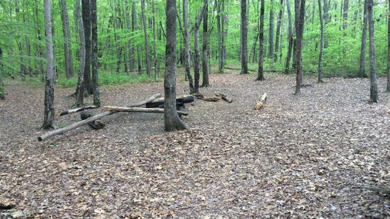 Dense woodland with scattered fallen branches and leaf-covered ground.