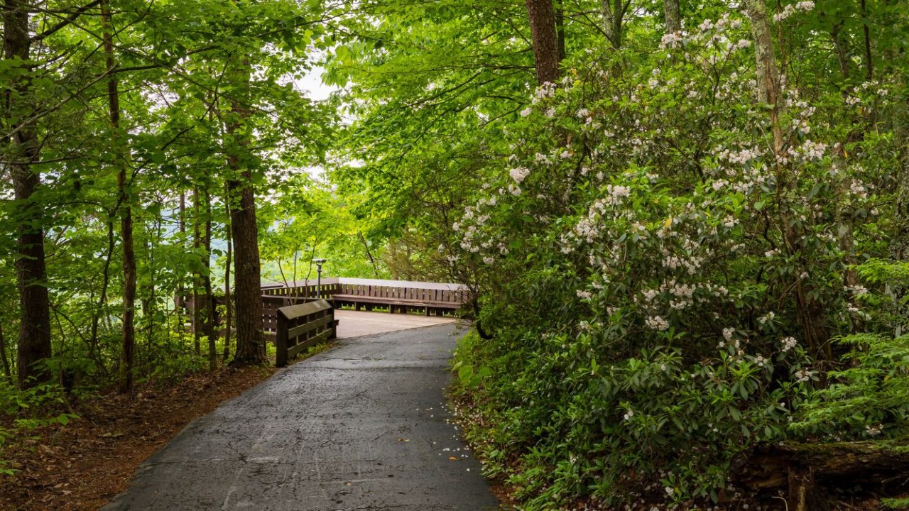 A paved path curves through a green forest, leading to a small wooden overlook with a colorblind viewfinder, surrounded by trees and blooming shrubs.