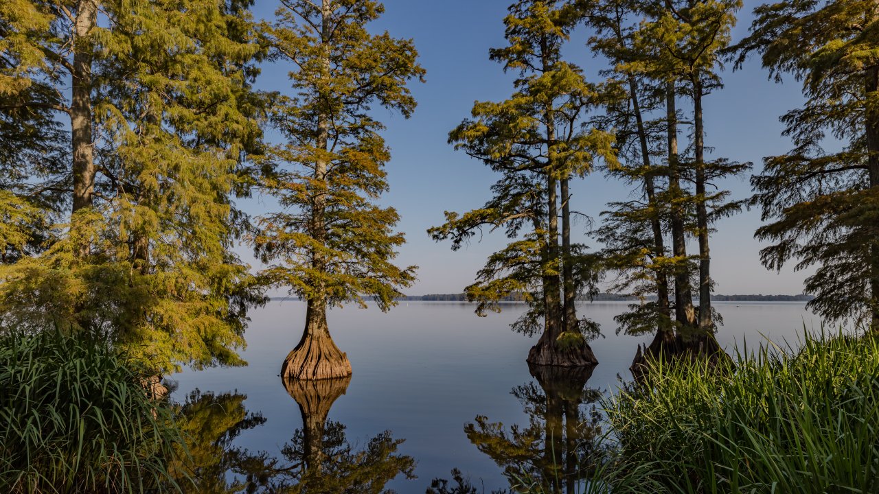 Cypress trees with flared trunks rise from a calm, reflective lake under a clear blue sky.