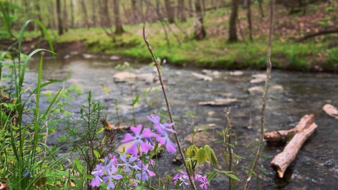 Bledsoe Creek