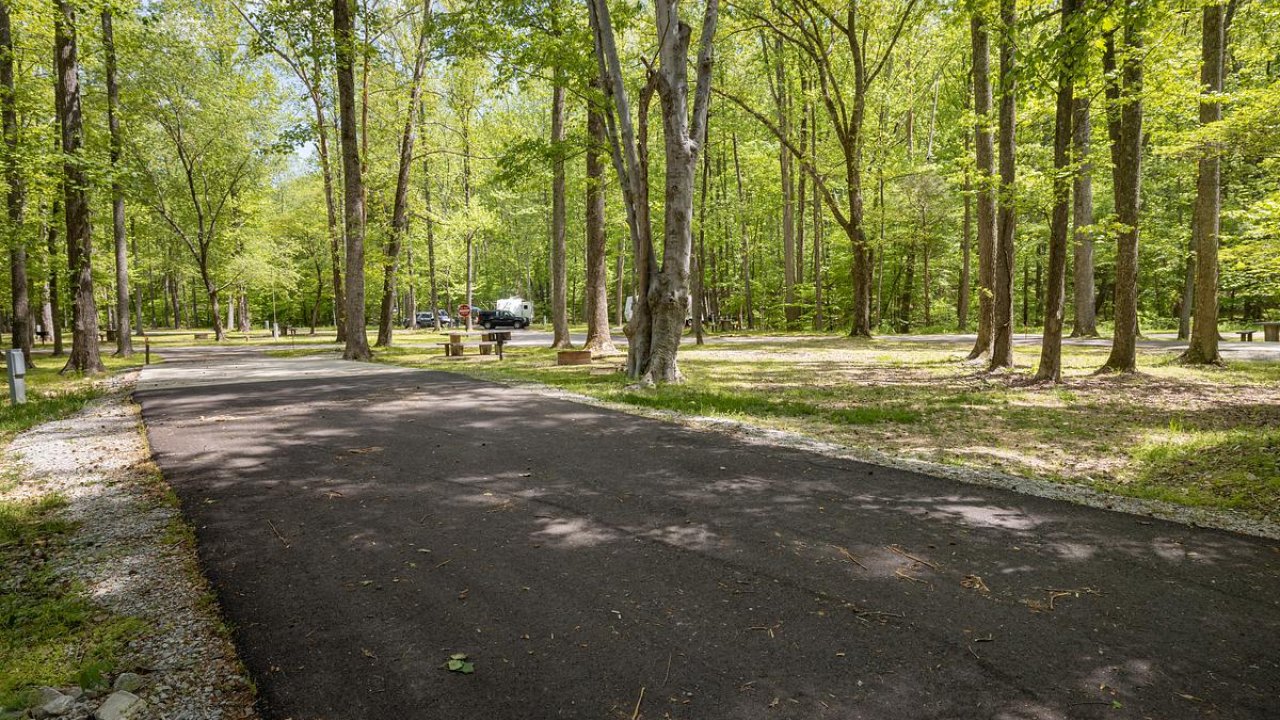 Paved path through lush green forest.