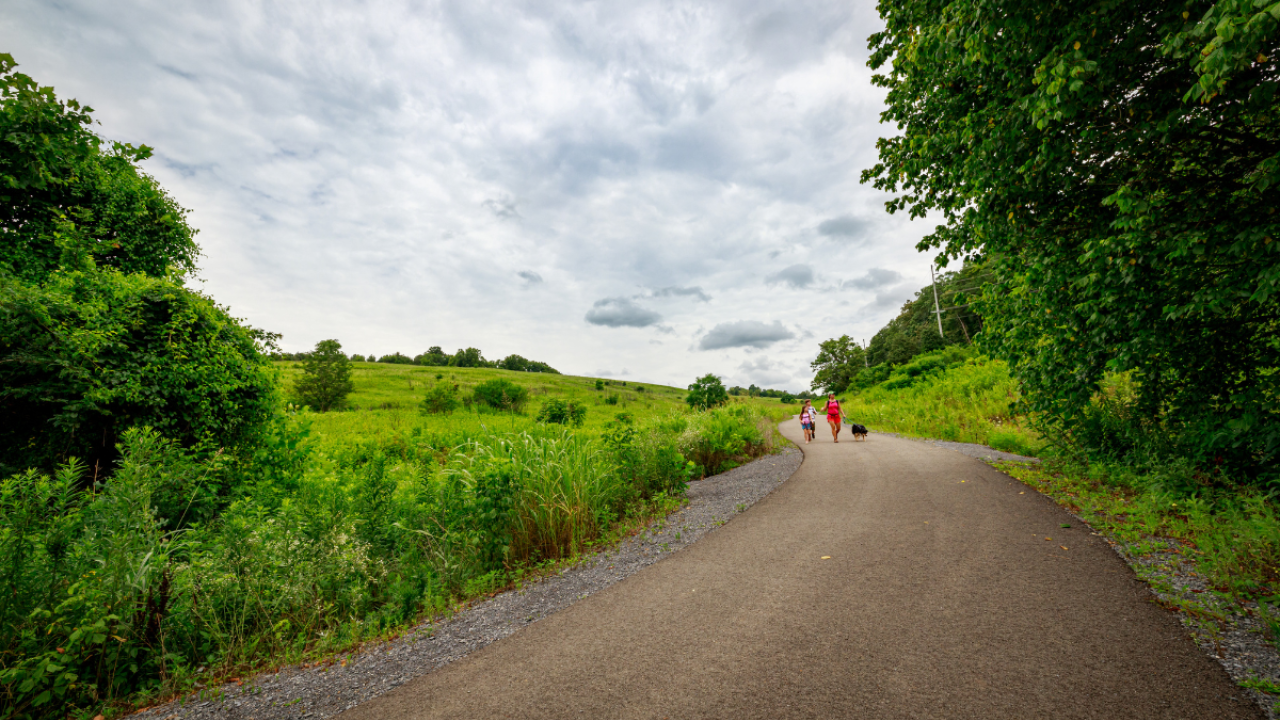 People walking down a windy paved path surrounded by lush green trees