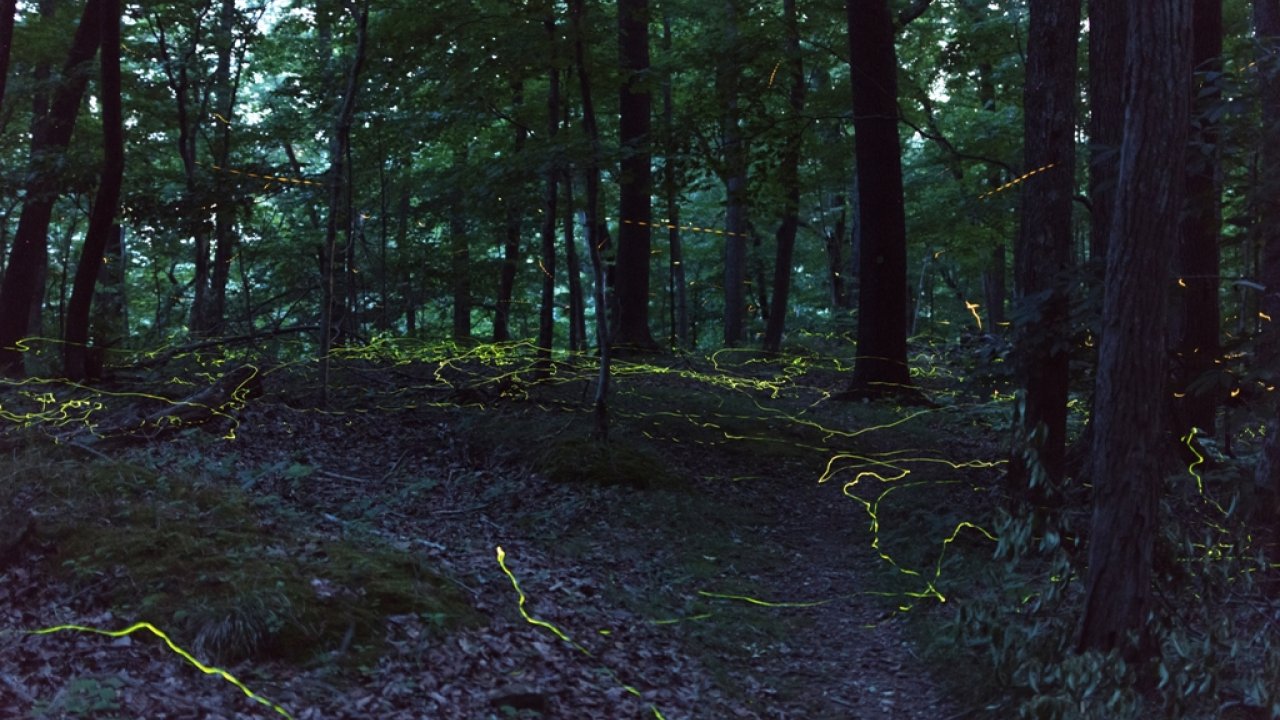 starstax__dsc2826-_dsc2835_lighten.jpg