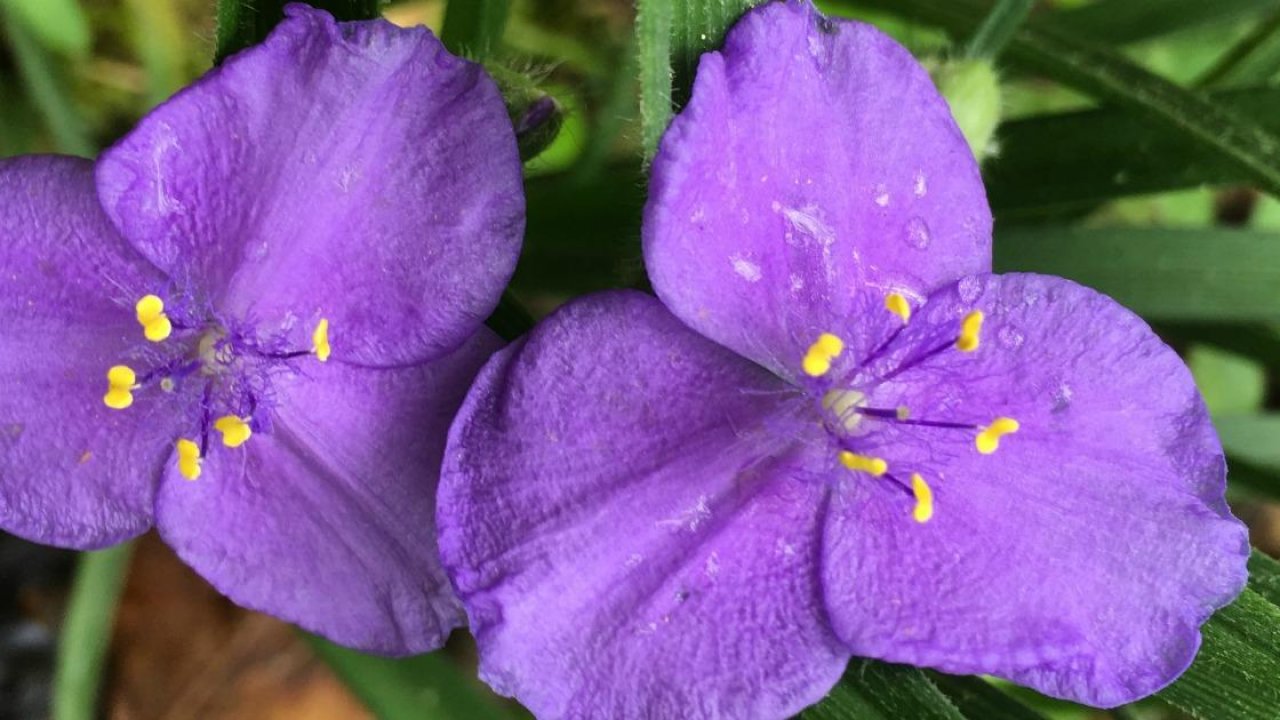 randy-blog_spiderwort3__banner.jpg