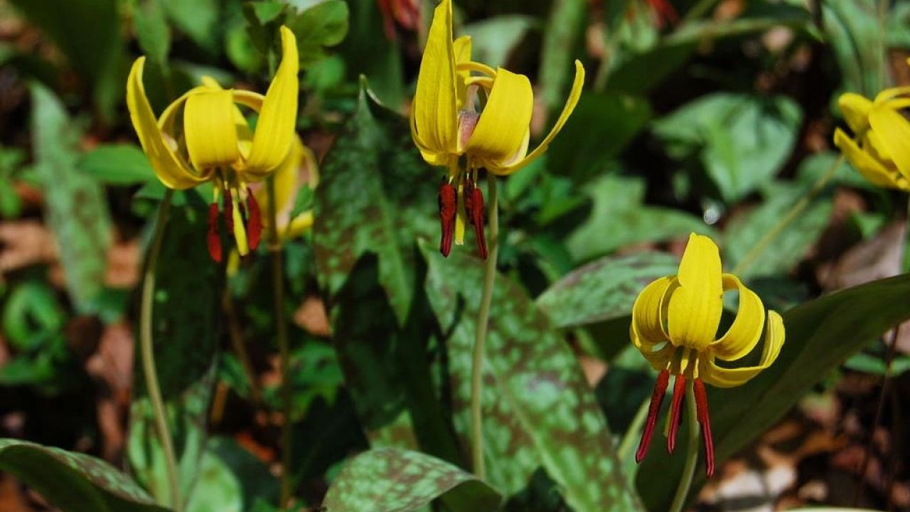randy-blog_trout-lily__banner.jpg