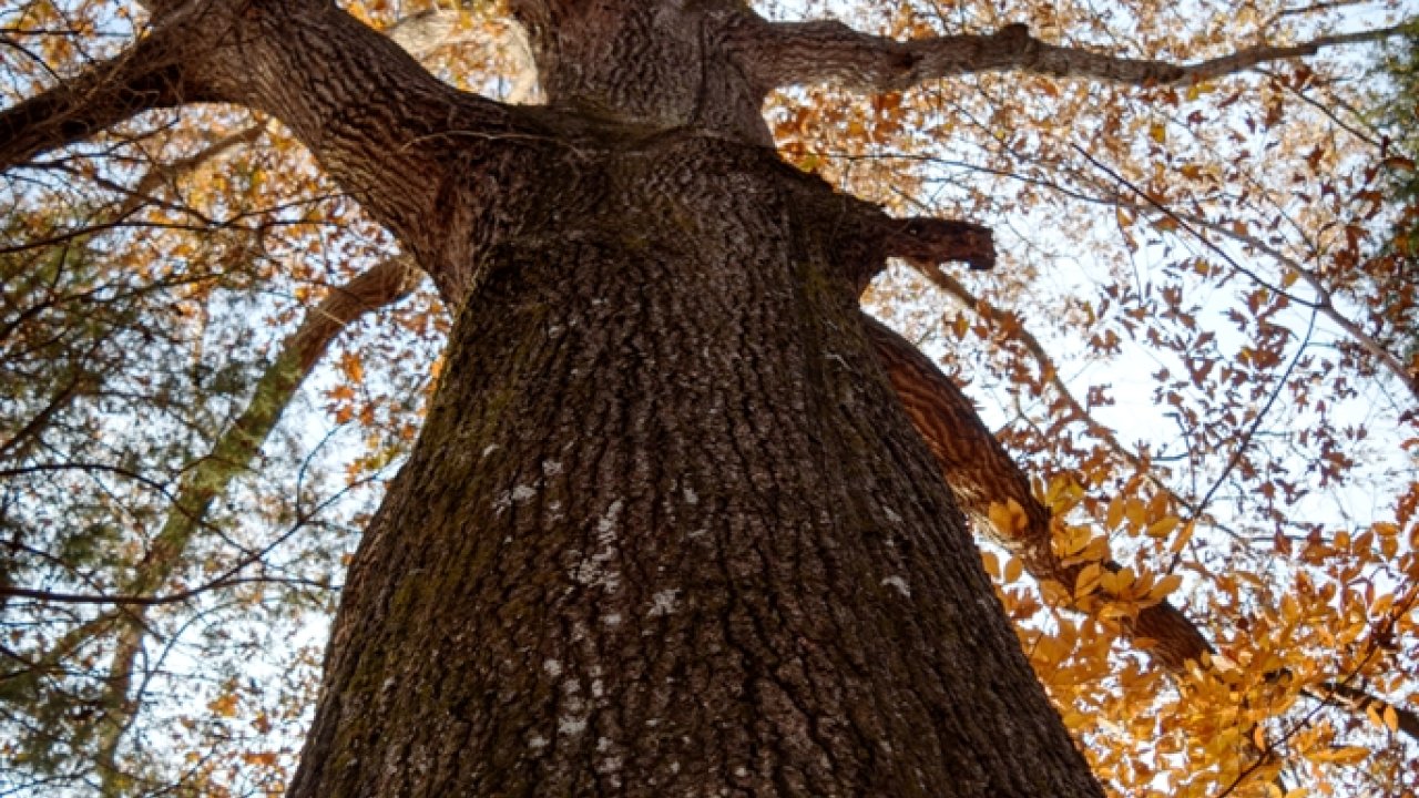 _dsc6280.jpg