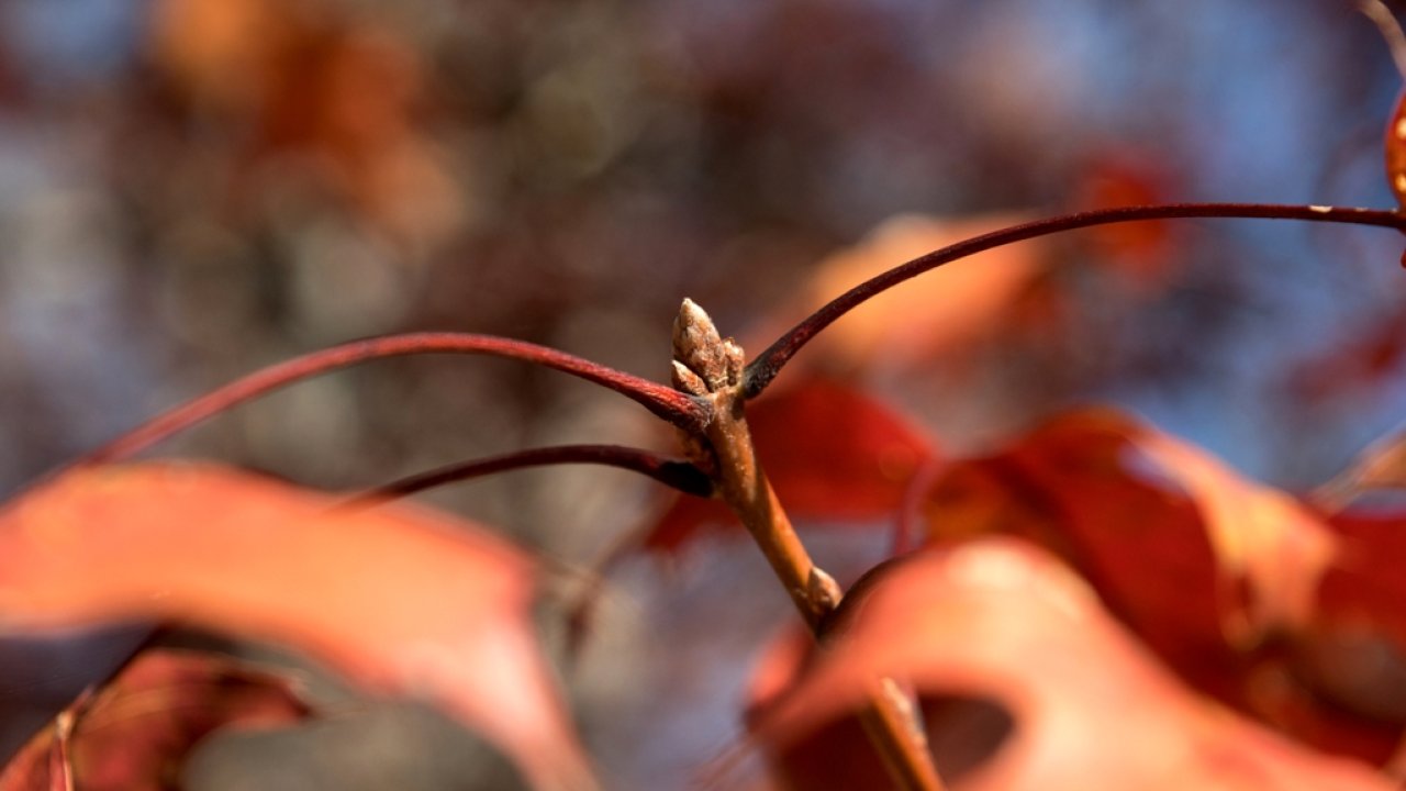 _dsc6465.jpg