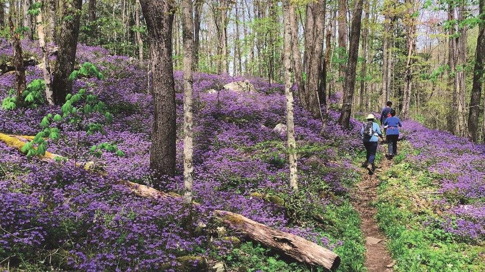 A serene forest scene with hikers on a narrow path surrounded by vibrant purple wildflowers. The tall trees filter sunlight, creating a peaceful ambiance.