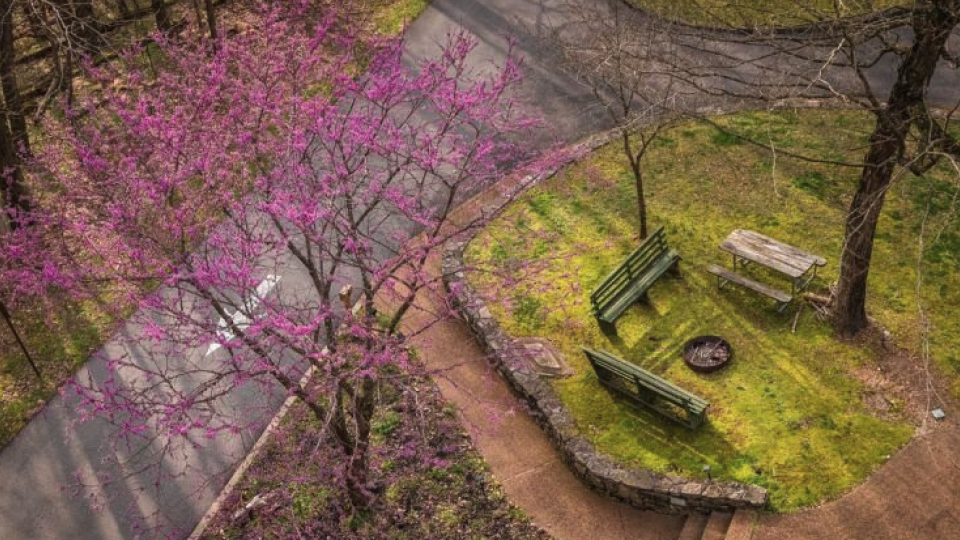 park with dogwood tree