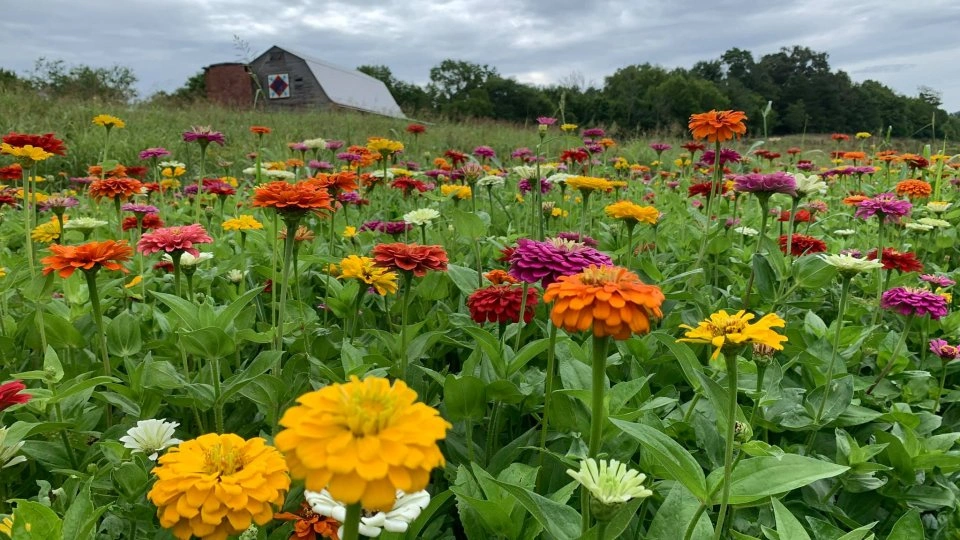 A vibrant field of colorful flowers, predominantly orange and pink, under a cloudy sky. A rustic barn sits in the background, evoking a serene, rural atmosphere.