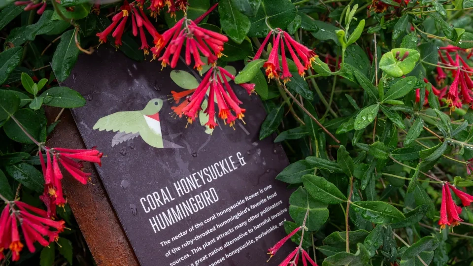 Red coral honeysuckle flowers surround a wet sign featuring a green hummingbird illustration. Text below highlights their connection and benefits.