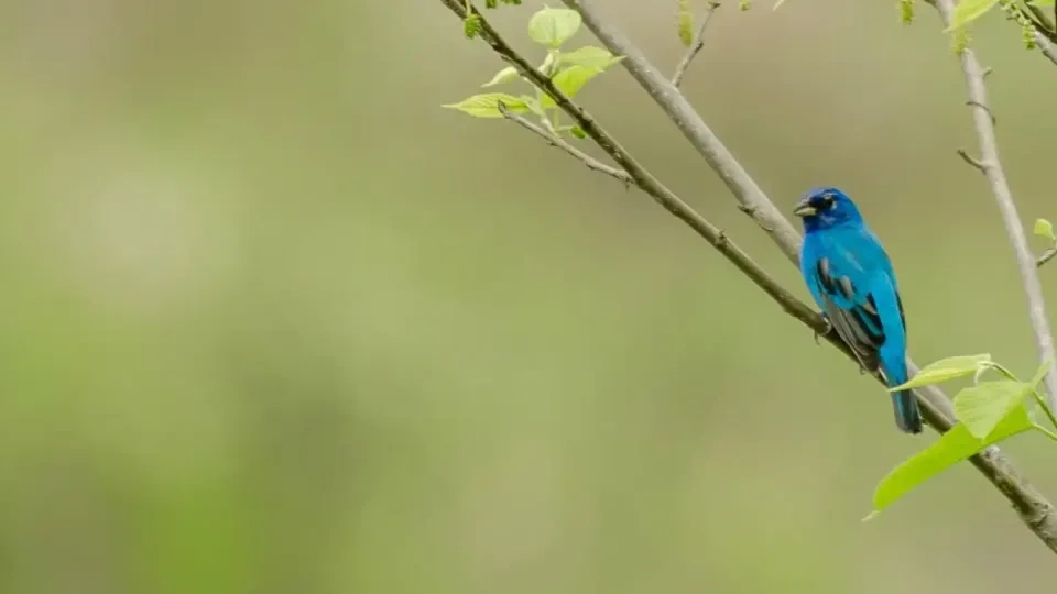 A vibrant blue bird perches on a slender tree branch amid sparse green leaves, set against a soft, blurred green background, conveying a serene nature scene.