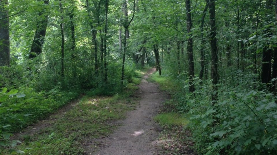 A narrow dirt path winds through a lush, green forest. Trees with dense foliage line the path, creating a serene and immersive natural scene.