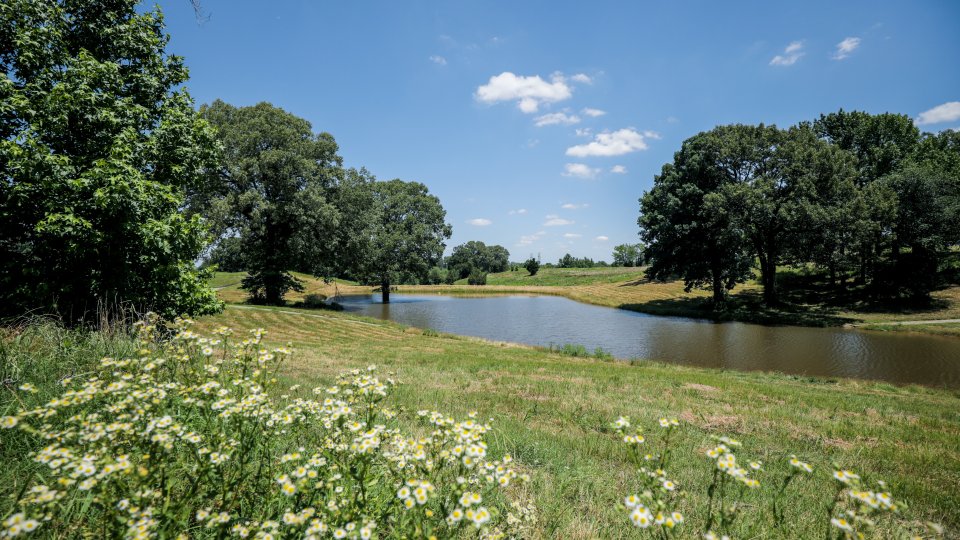 Serene landscape with a calm pond surrounded by lush green trees under a bright blue sky. White wildflowers dot the grassy foreground.
