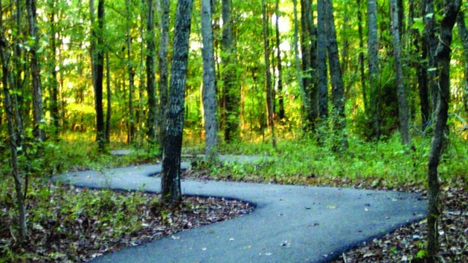 Winding paved path through a lush, green forest. Sunlight filters through the tall trees, creating a serene and inviting atmosphere.