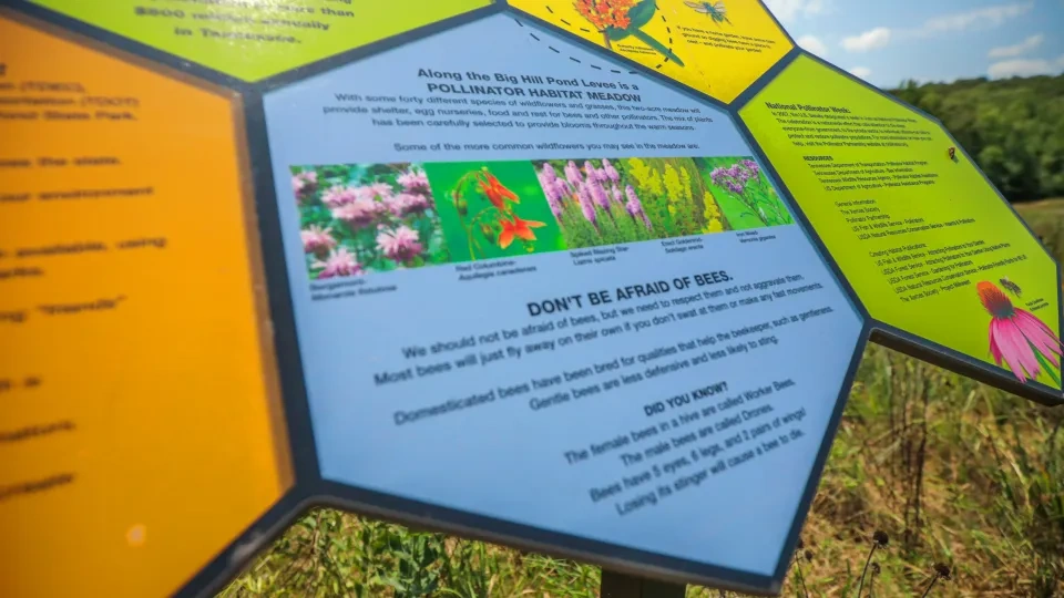 Hexagonal sign in a meadow highlights pollinator habitat and wildflowers, with vibrant images of flowers and text about bees. Sunny day, blue sky.