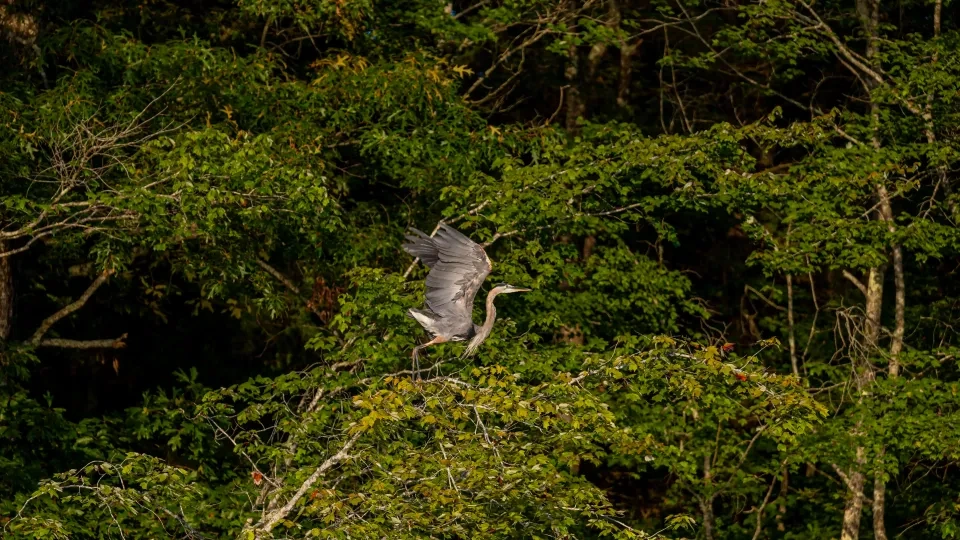 Heron perched on tree branches, surrounded by dense green foliage.