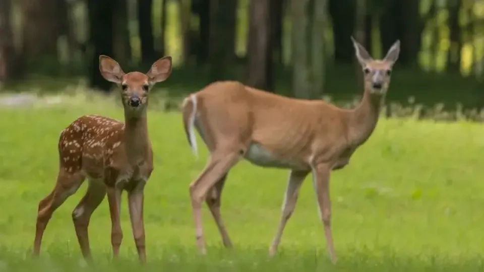 Two doe standing in a lush green galde