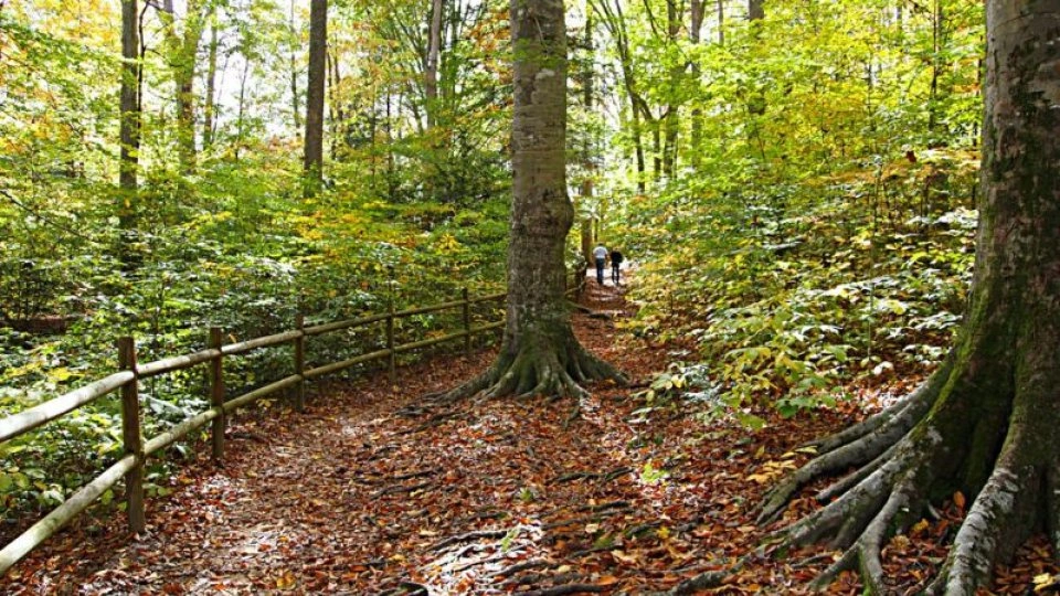 A forest hiking trail winding through Burgess Falls State Park.