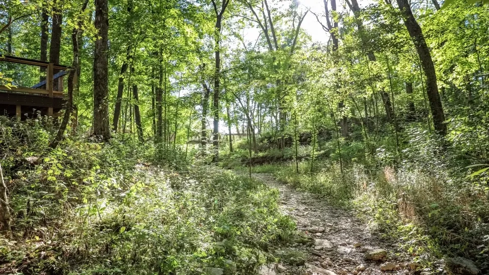 Sunlit forest path surrounded by green trees and foliage.