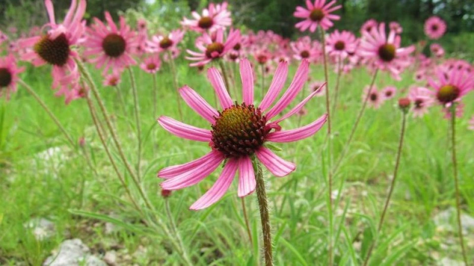 Field of pink coneflowers in bloom.