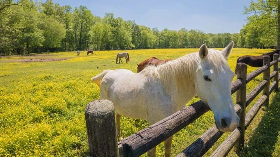 White horse by a fence in a sunny meadow with trees.