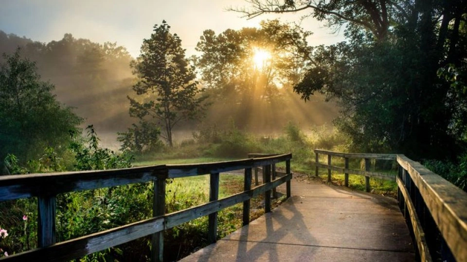 Sunlight filters through trees over a wooden path, surrounded by lush greenery.