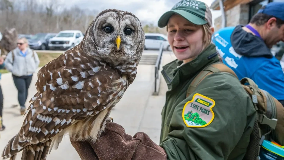 Owl perched on gloved hand of park ranger outdoors.