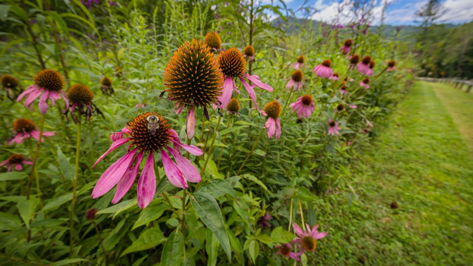 Pink Dahlia flowers on the edge of a large, lush green field.