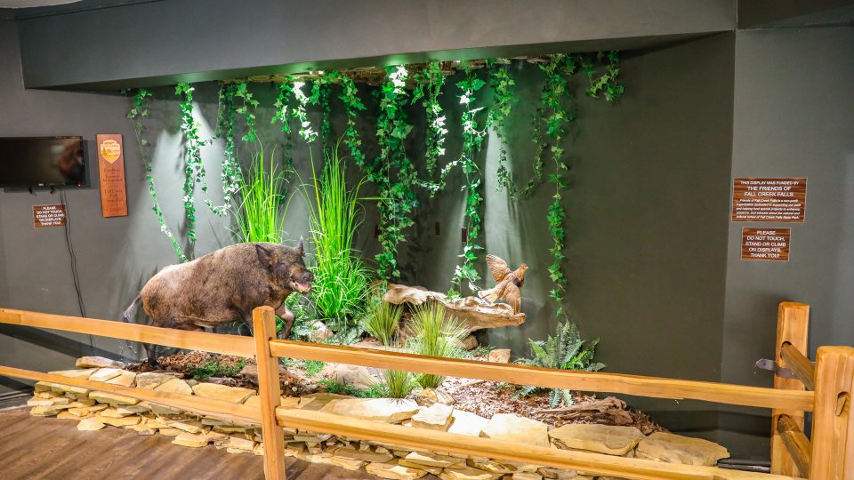 Museum exhibit featuring a taxidermy bear in a lush, artificial forest scene. Green vines and grasses create a naturalistic backdrop. Wooden railing and signs included.