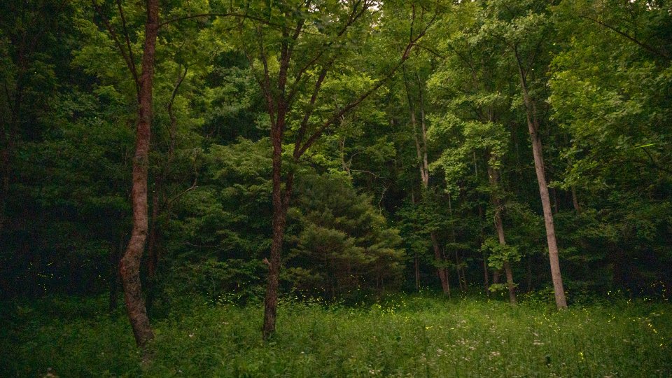 Forest scene with glowing fireflies among lush green trees.