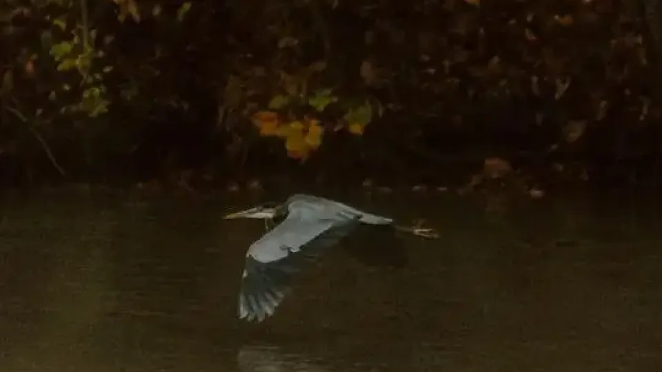 Heron flying low over a calm river, with autumn foliage in the background.