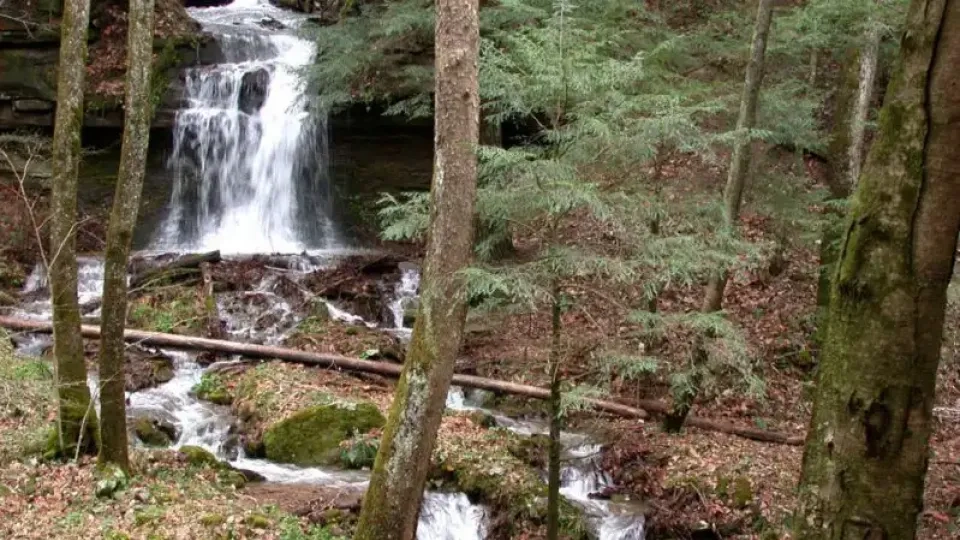 A serene forest scene featuring a cascading waterfall amid lush green trees and moss-covered rocks. The tranquil setting conveys a peaceful, natural atmosphere.