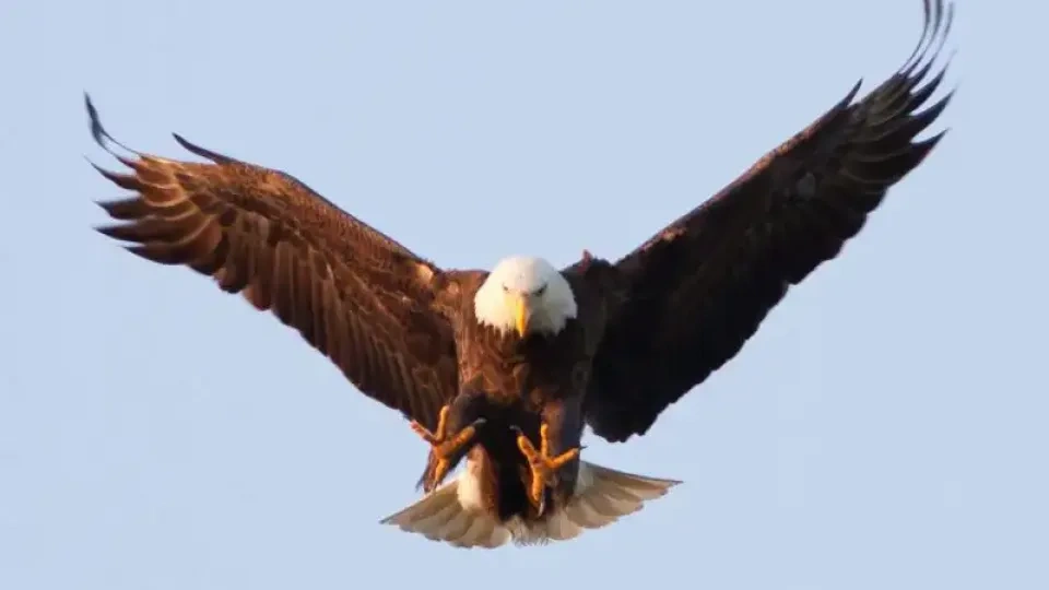 A majestic bald eagle swoops down with wings spread wide and talons extended, set against a clear blue sky, conveying power and precision in flight.