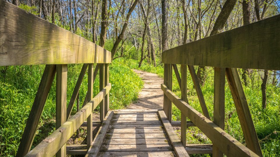 A wooden footbridge leading to a dirt trail surrounded by bright green vegetation and leafless trees under a clear blue sky.