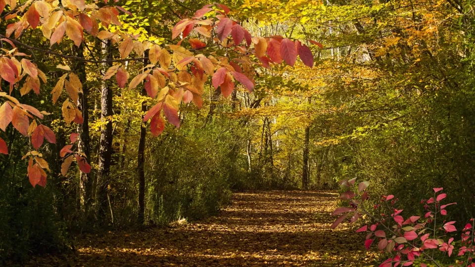 Forest path lined with colorful autumn leaves.