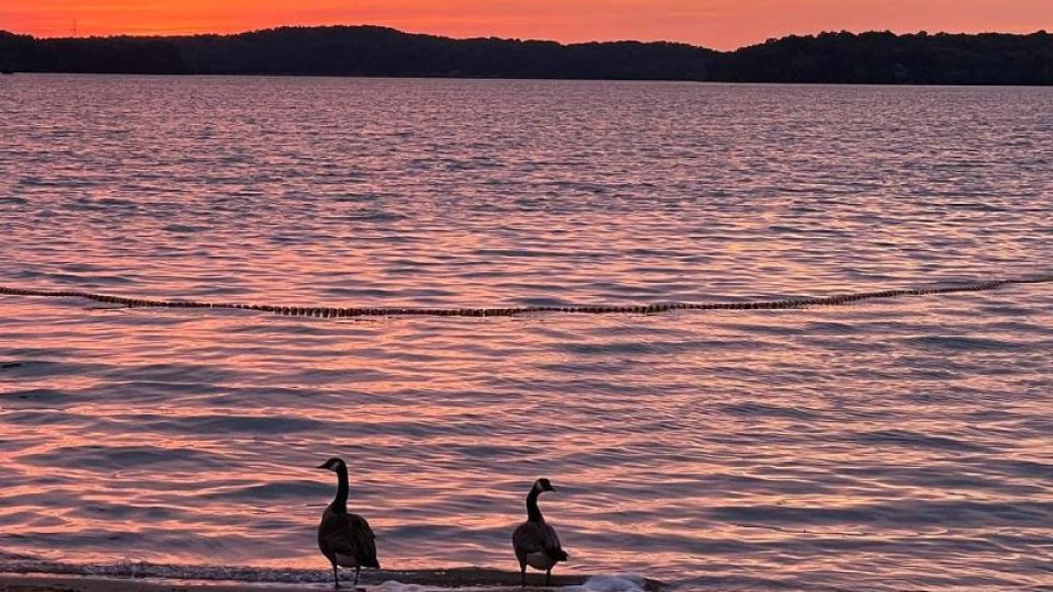 Two geese stand on a sandy lakeshore during sunset, with vibrant pink and orange hues.