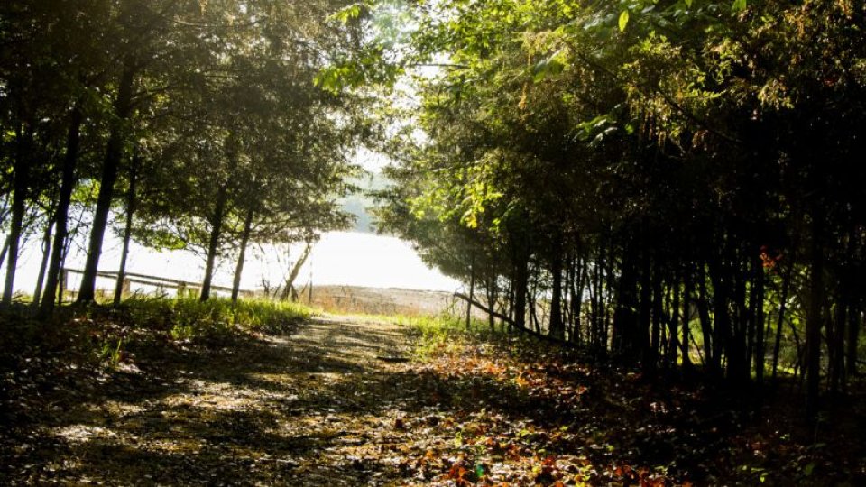 A sunlit forest path leads to a serene lake, framed by dense trees. 