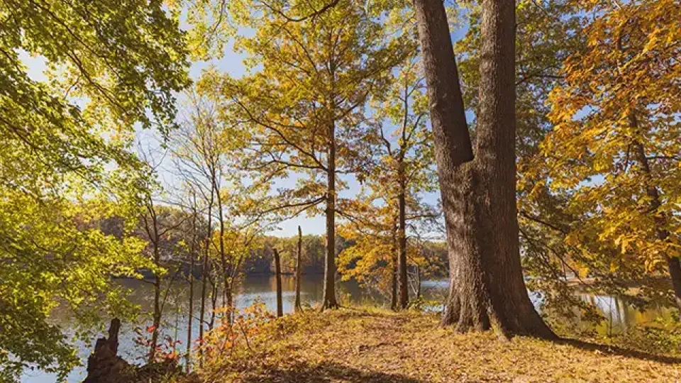 Autumn trees by a tranquil lake with sunlight filtering through.