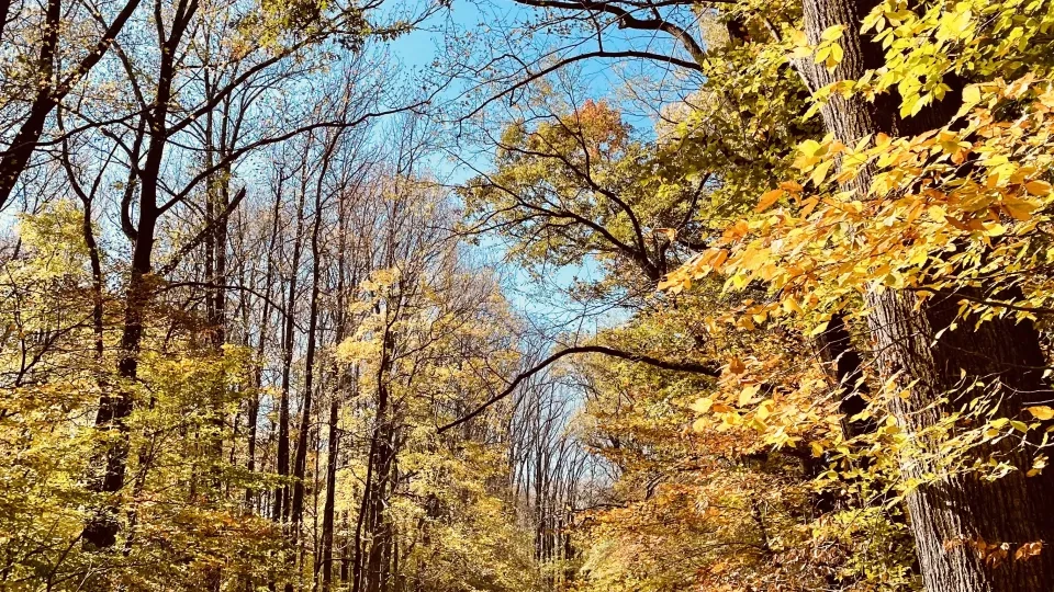 Two people walking on a sunny, forest path with autumn leaves.