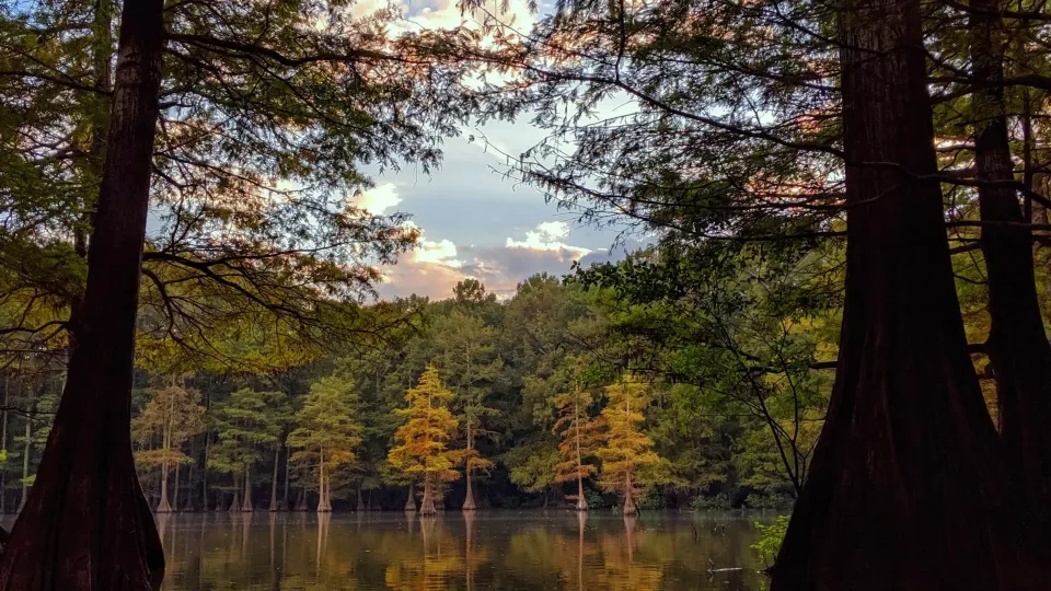 Tall trees reflected in a calm lake at sunset.