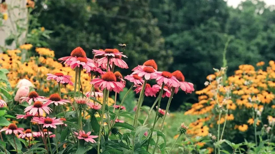 Pink coneflowers and yellow wildflowers bloom in a lush garden, with a bee hovering nearby. Green foliage and dense trees create a serene backdrop.
