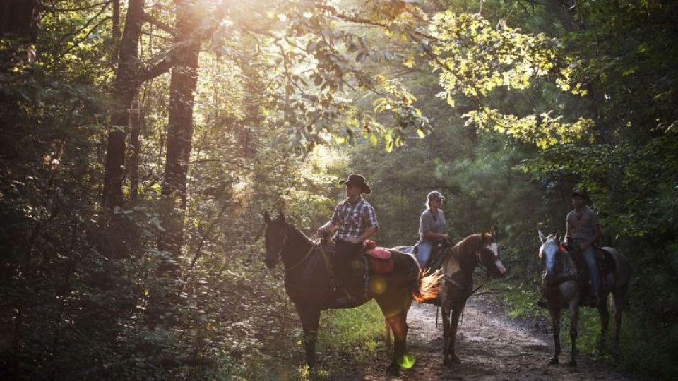 Horseback riding trail surrounded by dense trees.